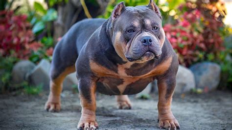 american bully price range philippines|Top 10 Most Expensive Dog Breeds in the Philippines & their .